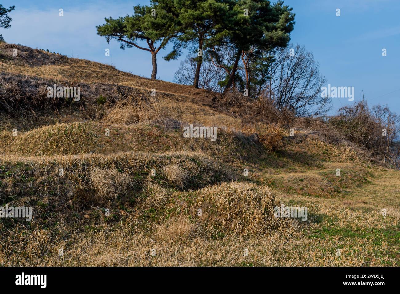 Several unmarked burial mounds under grove of evergreen trees on side of mountain under blue sky, South Korea, South Korea Stock Photo