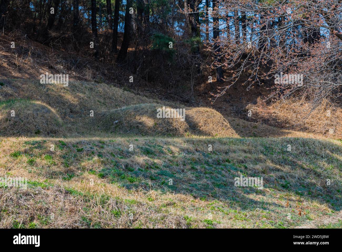 Three unmarked burial mounds under grove of shade trees on sunny early