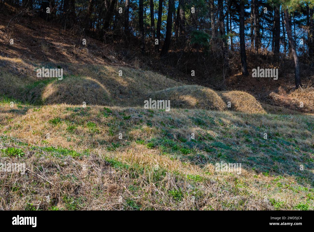 Three unmarked burial mounds under grove of shade trees on sunny