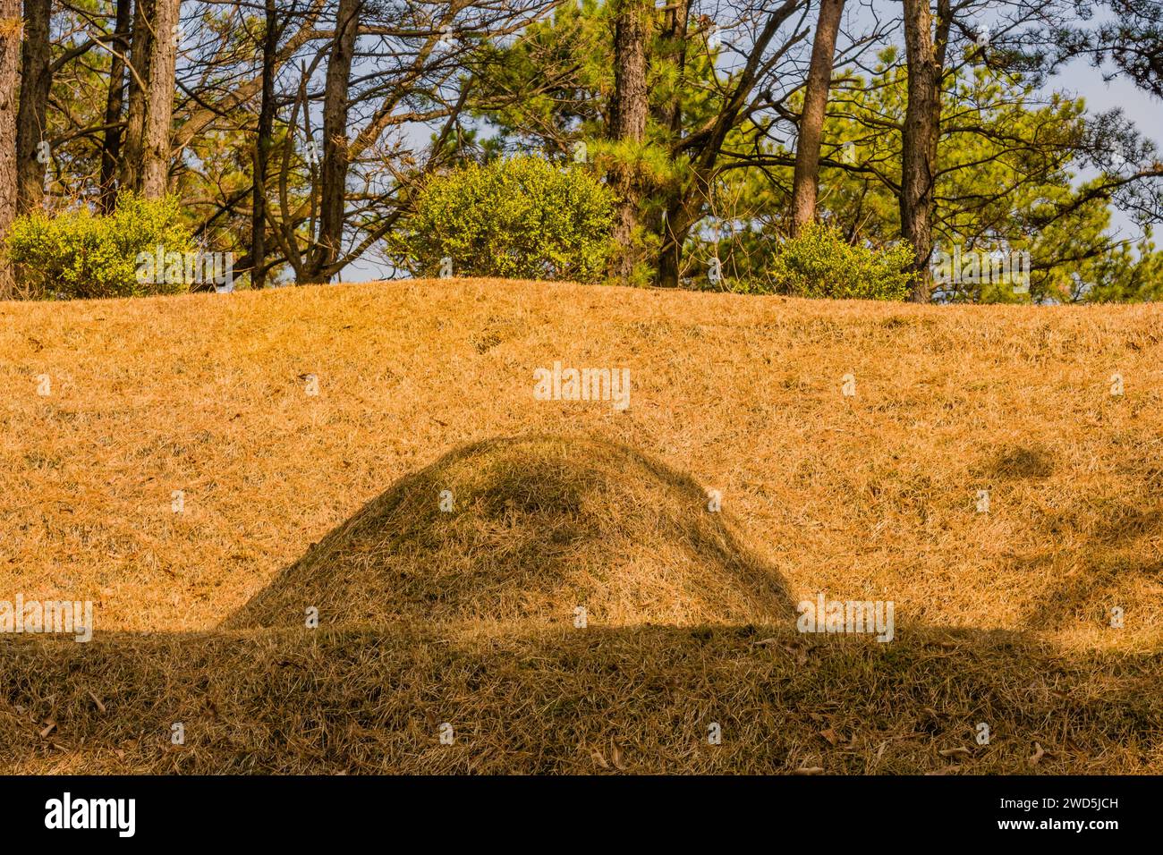 Burial mound in a wooded area with small green bushes and trees, in