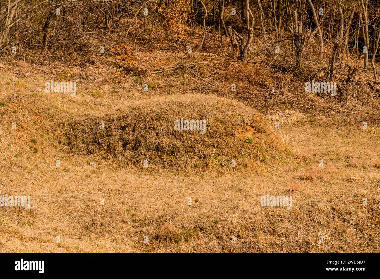 Unmarked burial mound on hillside with leafless trees in background