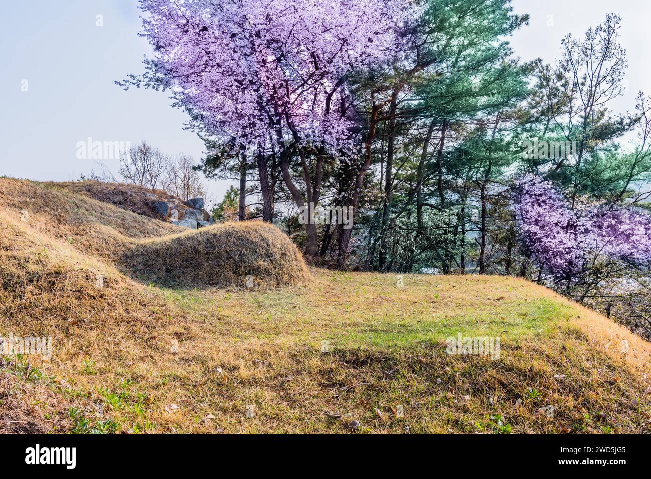 Burial mound on plateau in front of cherry blossom and evergreen trees