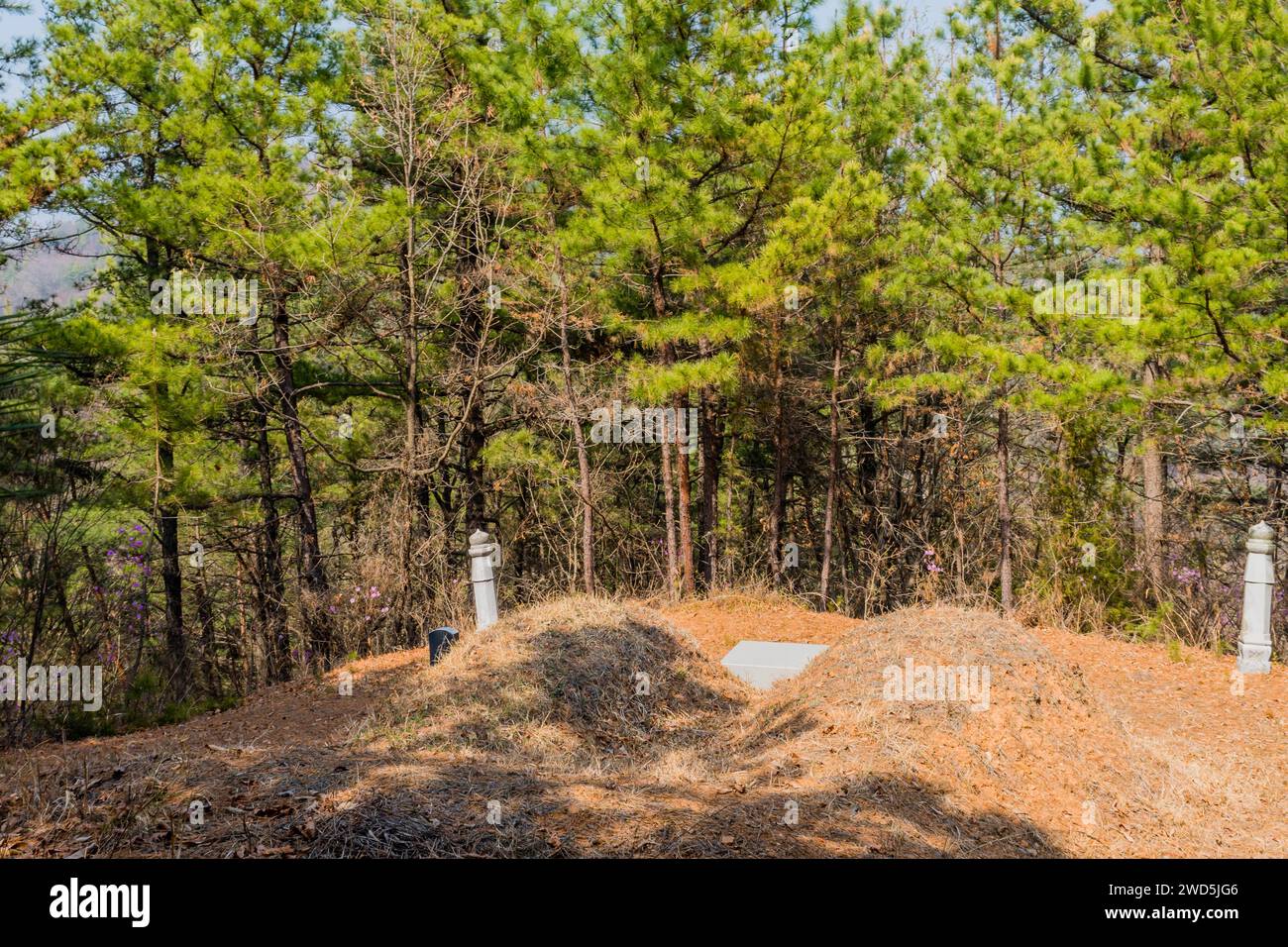 Unmarked burial mounds in mountainside forest of lush evergreen trees