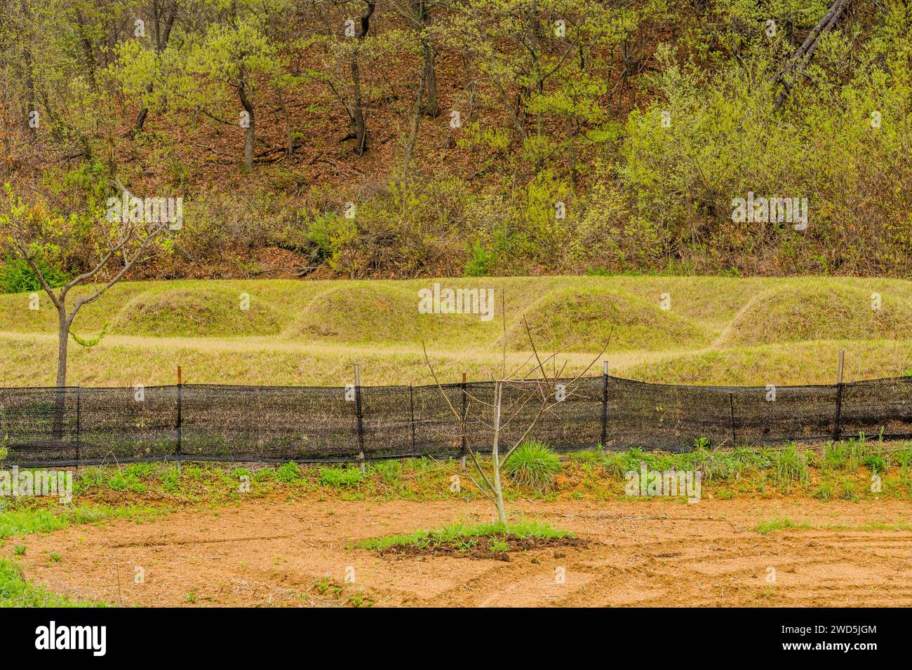 Four unmarked burial mounds next to uncultivated field at foot of tree