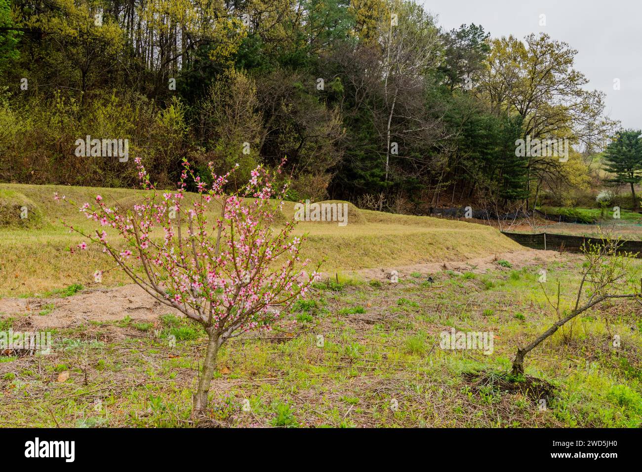 Young cherry blossom tree in front of unmarked burial mounds at foot of