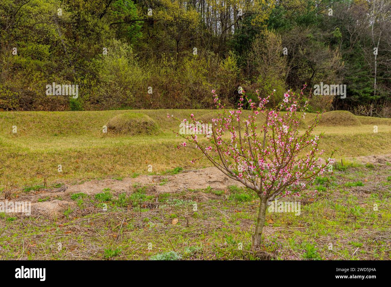 Young cherry blossom tree in front of unmarked burial mounds at foot of