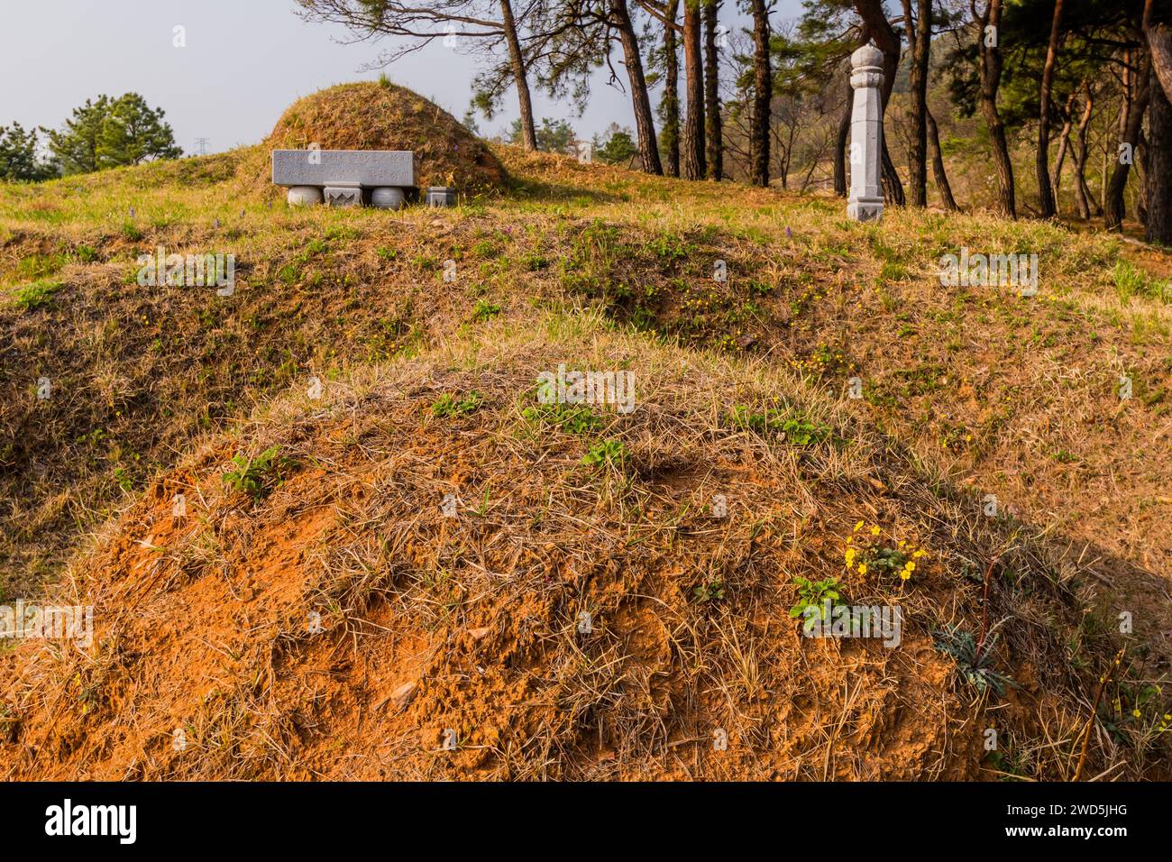 Closeup of unmarked burial mounds in rural wooded area next to stand of evergreen trees, South Korea, South Korea Stock Photo