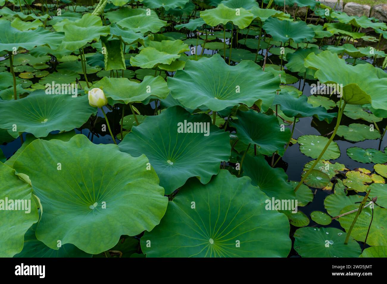 White lily with closed petals in pond with lily pads and lotus leaves