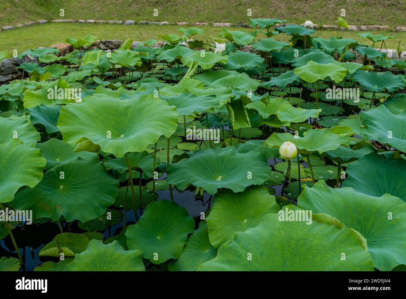 White lily with closed petals in pond with lily pads and lotus leaves