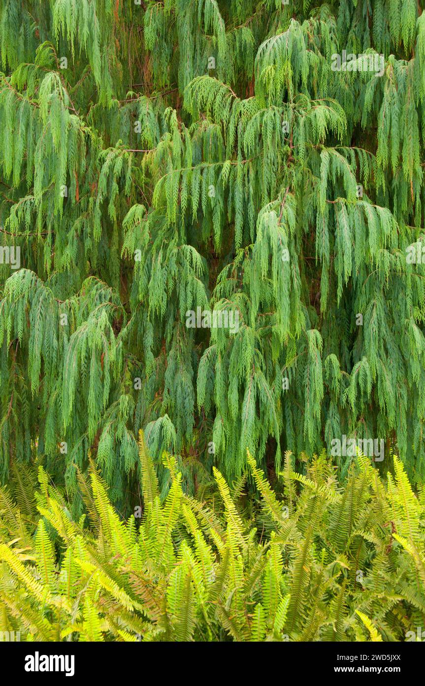 Kashmir cypress (Cupressus cashmeriana),  San Diego Botanic Garden, Encinitas, California Stock Photo