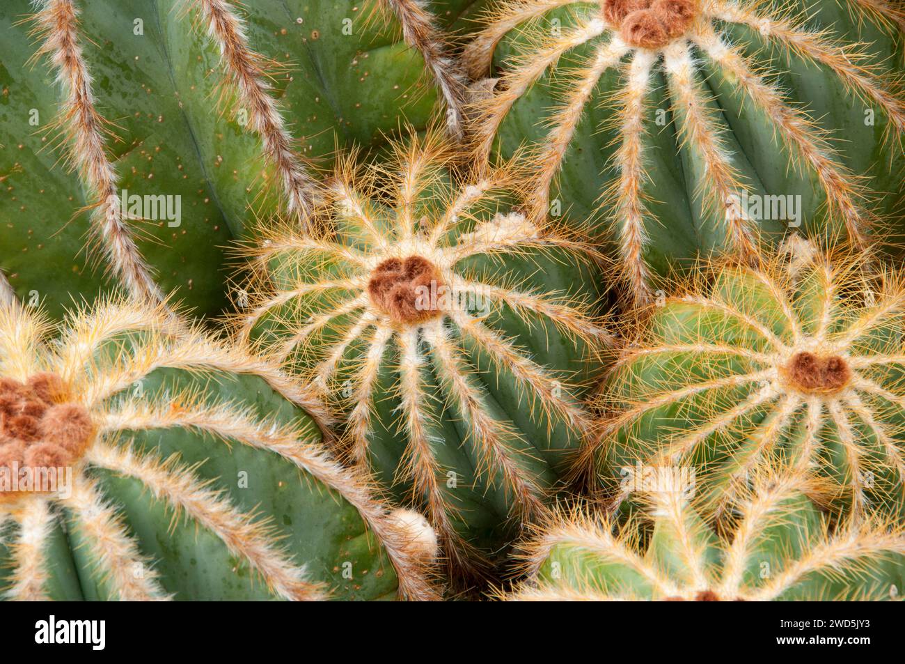 Parodia cactus (Parodia magnifica),  San Diego Botanic Garden, Encinitas, California Stock Photo