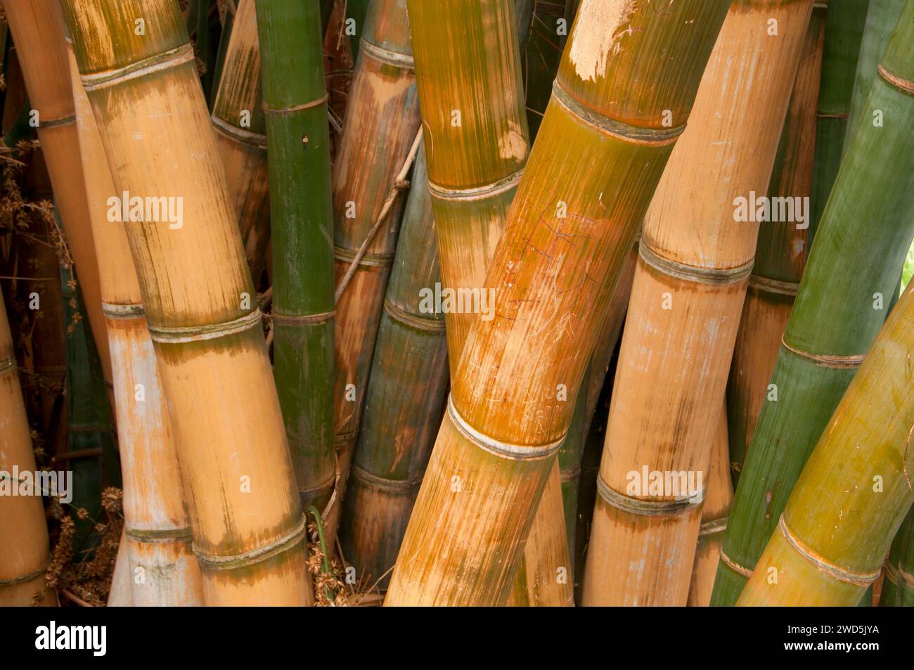 Giant tropical bamboo (Dendrocalamus giganteus),  San Diego Botanic Garden, Encinitas, California Stock Photo