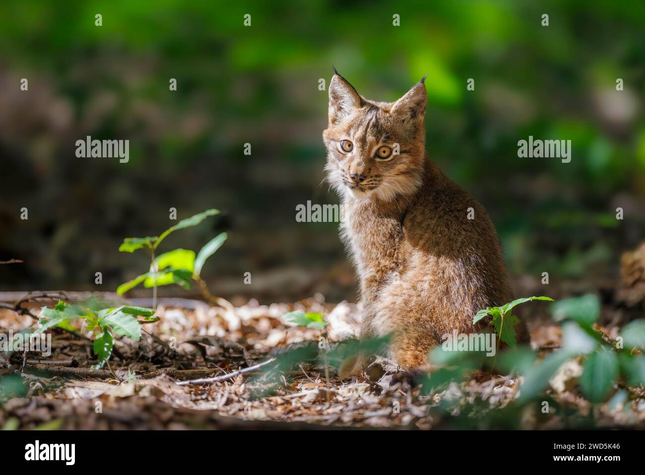 Eurasian lynx (Lynx lynx), Germany Stock Photo