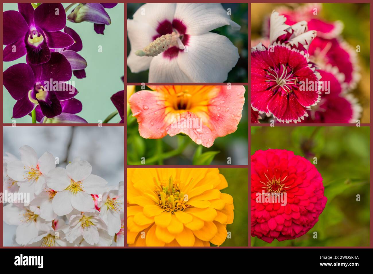 Collage of eight types of flowers of various colors. Includes rose of sharon, day lily, azalea, and chrysanthemum, South Korea Stock Photo