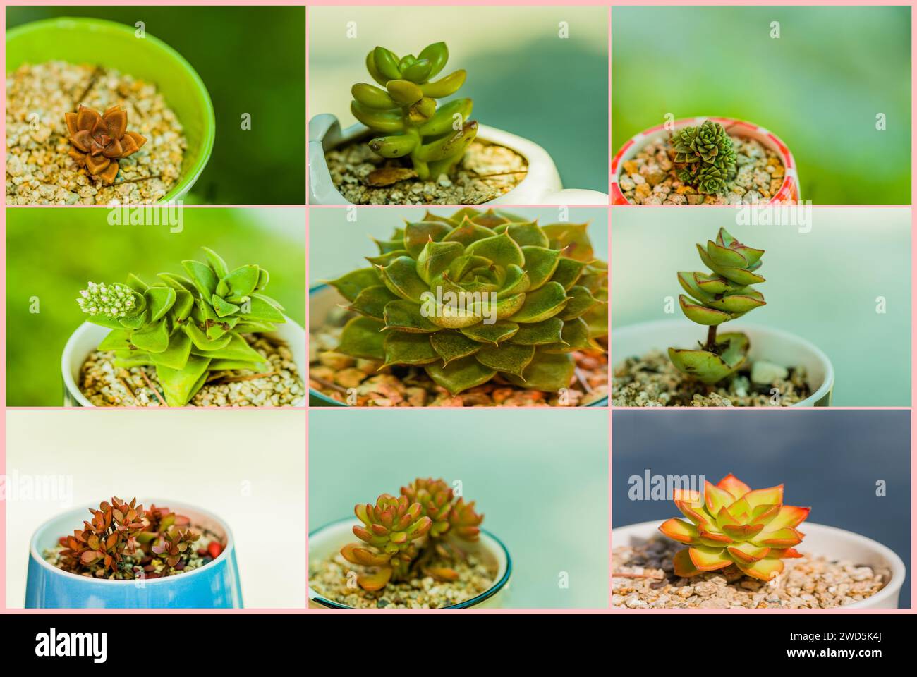 Collage Of Nine Succulent Cactus Plants In Small Flower Pots With collage-of-nine-succulent-cactus-plants-in-small-flower-pots-with