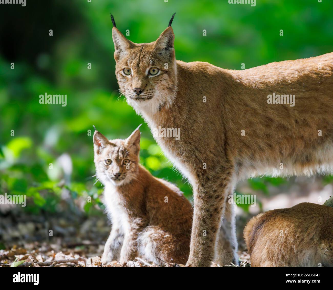 Lynxes (Lynx lynx), Germany Stock Photo