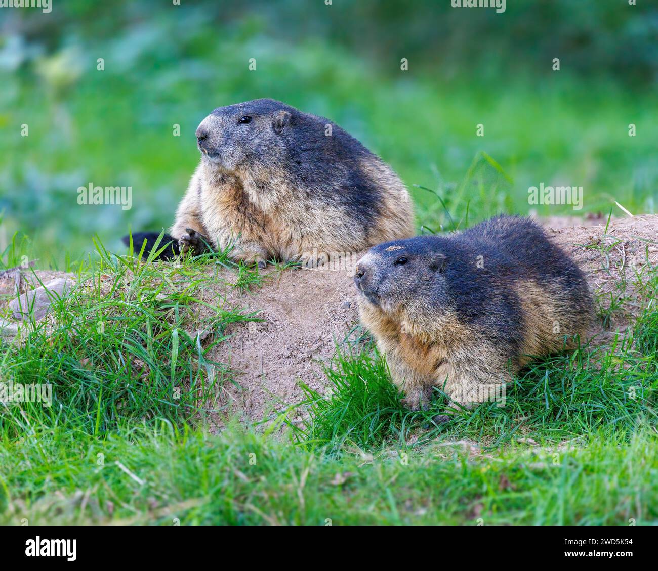 Marmots (Marmota), Germany Stock Photo