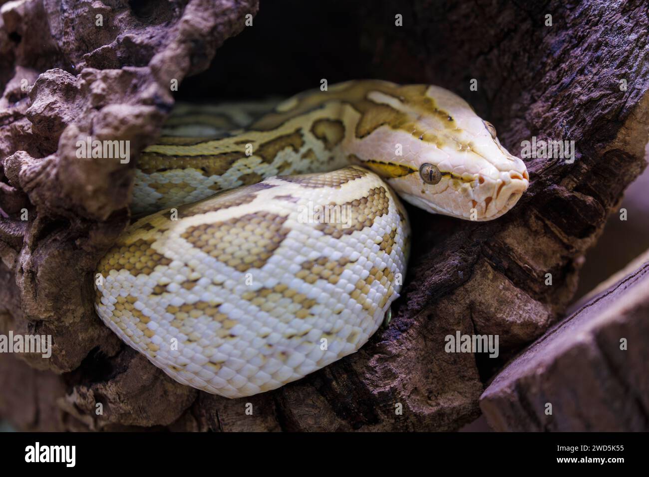Dark tiger python (Python bivittatus), Germany Stock Photo - Alamy