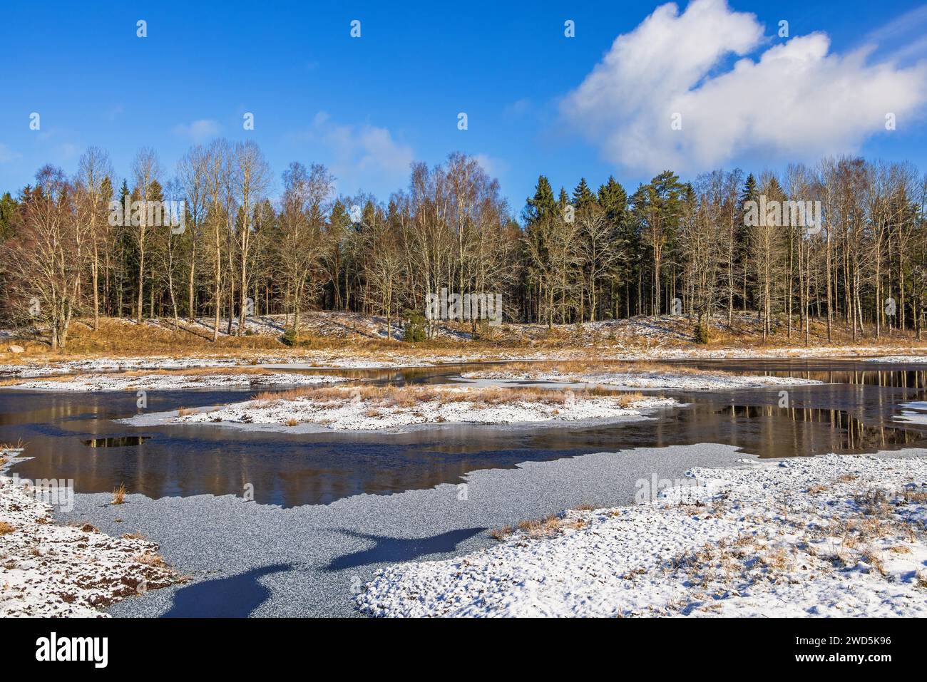 Spring forest sweden hi-res stock photography and images - Alamy