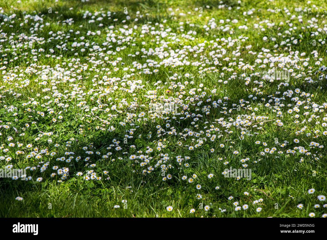 Green grass for use as nature background Stock Photo - Alamy