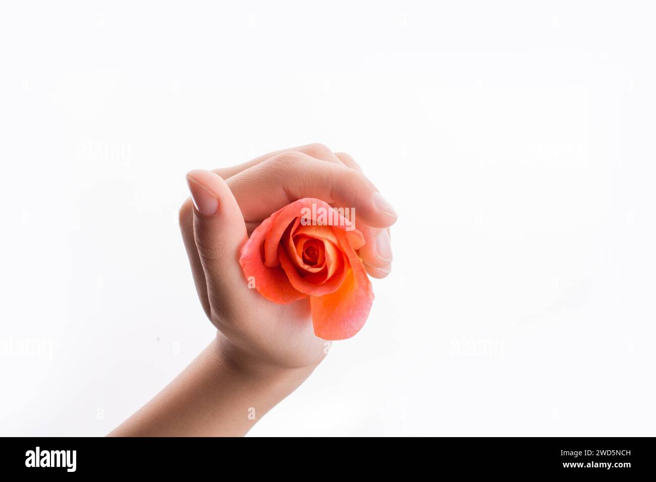 Hand holding an orange rose on a white background Stock Photo