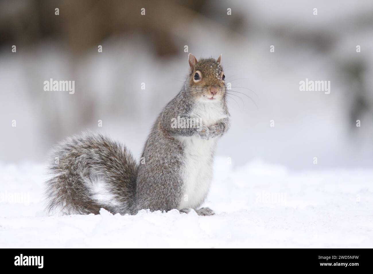 Eastern Gray squirrel on a Snowy Day in Winter Stock Photo