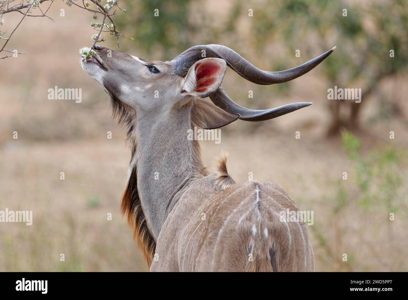 Greater kudu (Tragelaphus strepsiceros), adult male feeding on flowering buds, Kruger National Park, South Africa, Africa Stock Photo