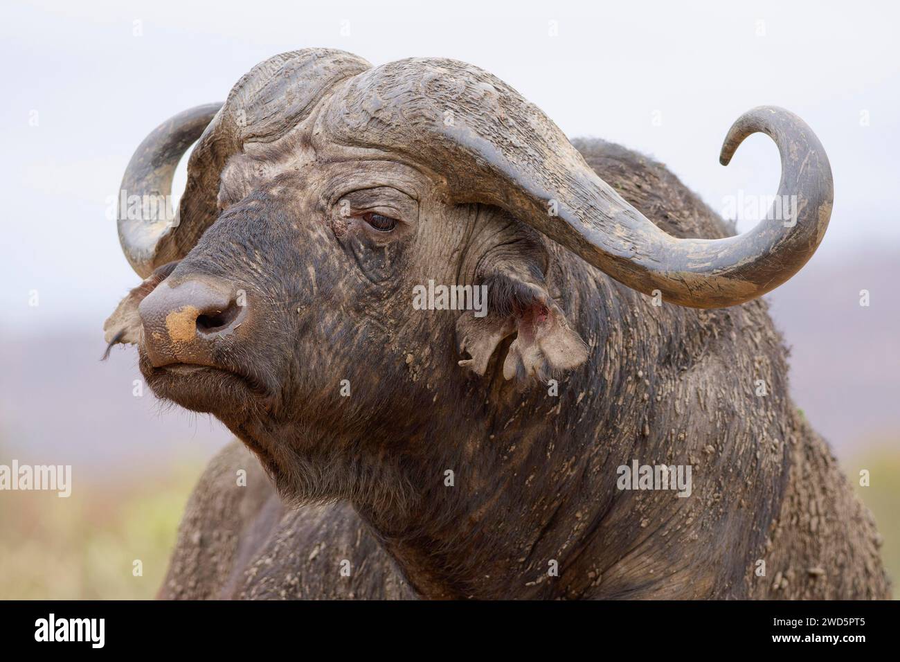 Cape buffalo (Syncerus caffer caffer), adult male, profile view, animal ...