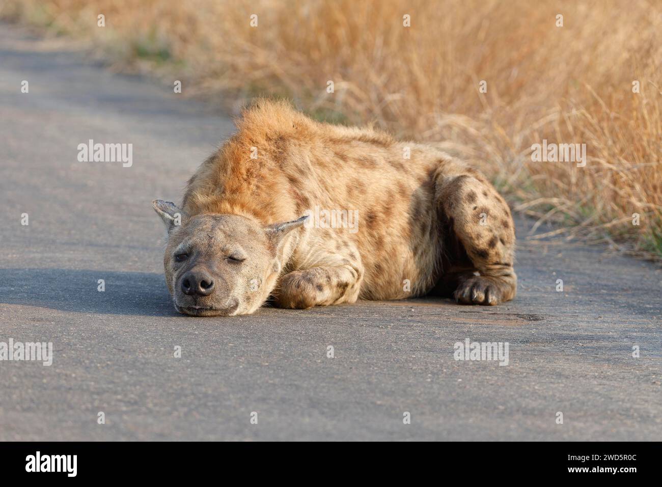 Spotted hyena (Crocuta crocuta), lying adult resting on the asphalt ...