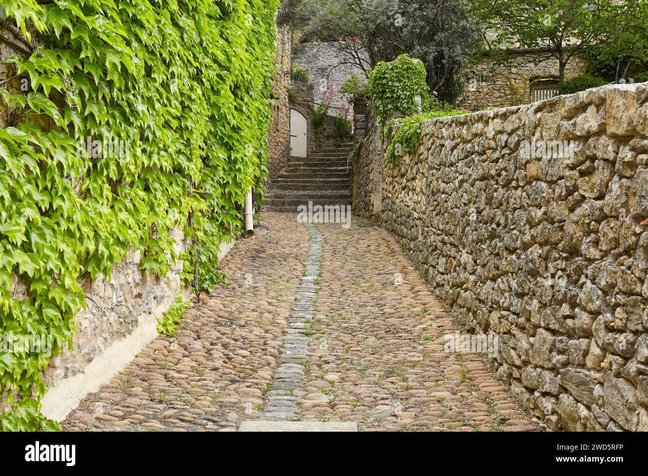 Path with treooe and walls with tricuspid vine (Parthenocissus tricuspidata) in La Roque-sur-Ceze, Gard department, Occitanie region, France Stock Photo