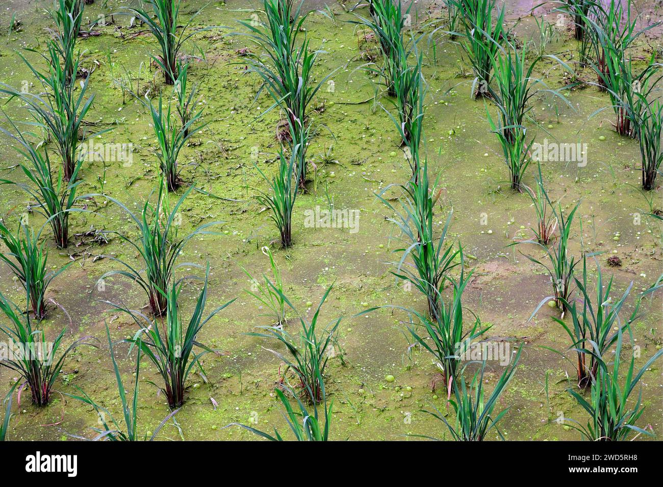 龙胜镇 (龙胜县) 中國 Longsheng, Dazhai Longji Ping'an Zhuang, China; rice seedlings growing in water; Reissetzlinge wachsen im Wasser, sadzonki ryż; Oryza L. Stock Photo
