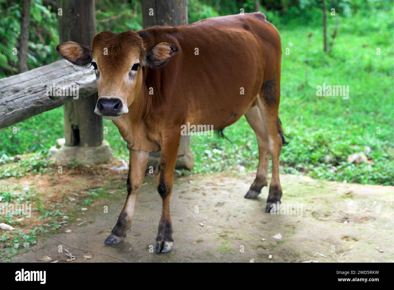 龙胜镇 (龙胜县) 中國 Longsheng, Dazhai Longji Ping'an Zhuang, China; brown young bull - calf; brauner Jungbulle - Kalb; toro joven marrón - ternero; byczek Stock Photo