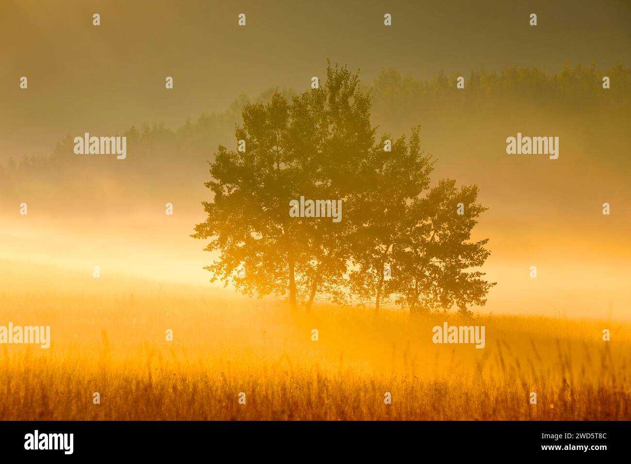 Aspens in the Rothenthurm upland moor at sunrise in autumn, Canton Schyz, Switzerland Stock Photo