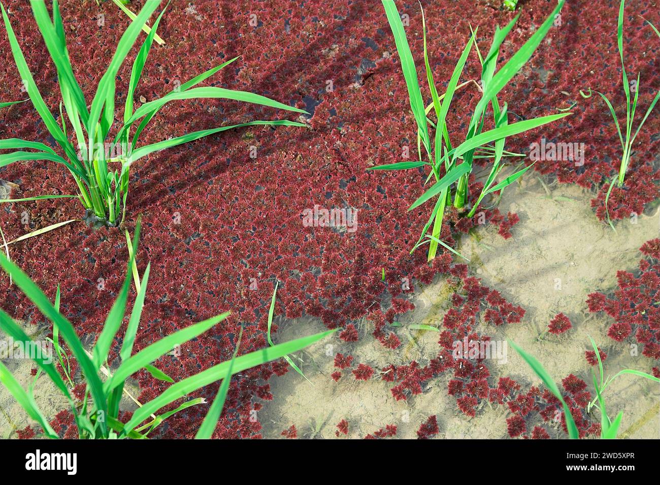 龙胜镇 (龙胜县) 中國 Longsheng, Dazhai Longji Ping'an Zhuang, China; rice seedlings growing in water; Reissetzlinge wachsen im Wasser, sadzonki ryż; Oryza L. Stock Photo