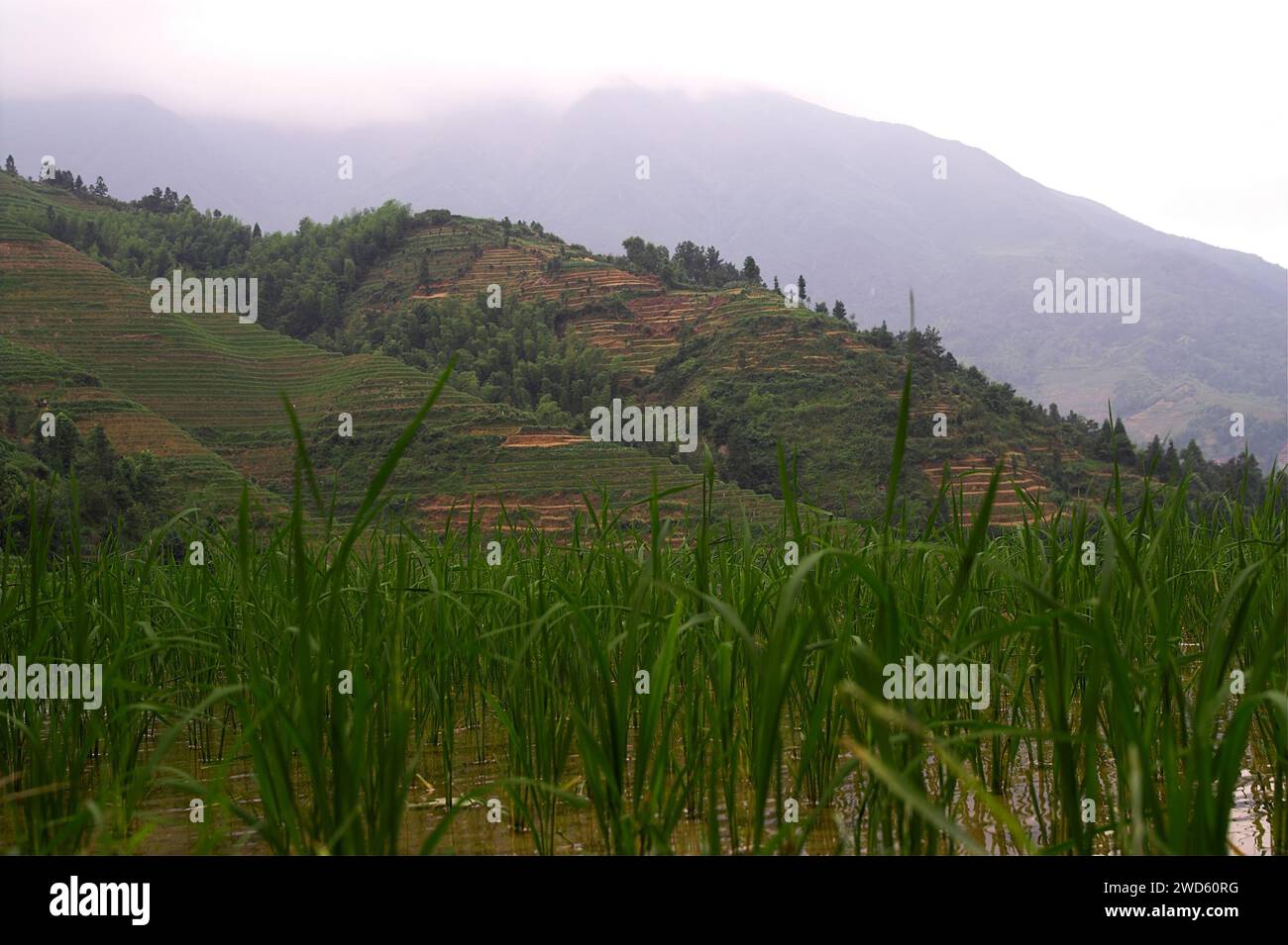龙胜镇 (龙胜县) 中國 Longsheng Rice Terraces, Dazhai Longji Ping'an Zhuang, China; Oryza sativa L.; rice seedlings on the background of mountains Stock Photo
