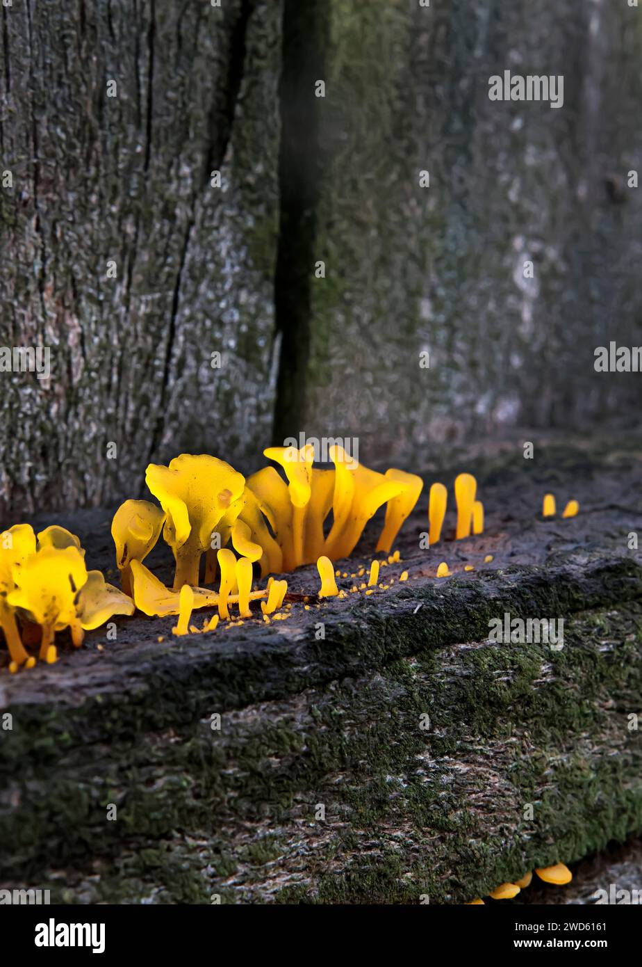 Beautiful nature at it's finest. Dacryopinax spathularia growing after