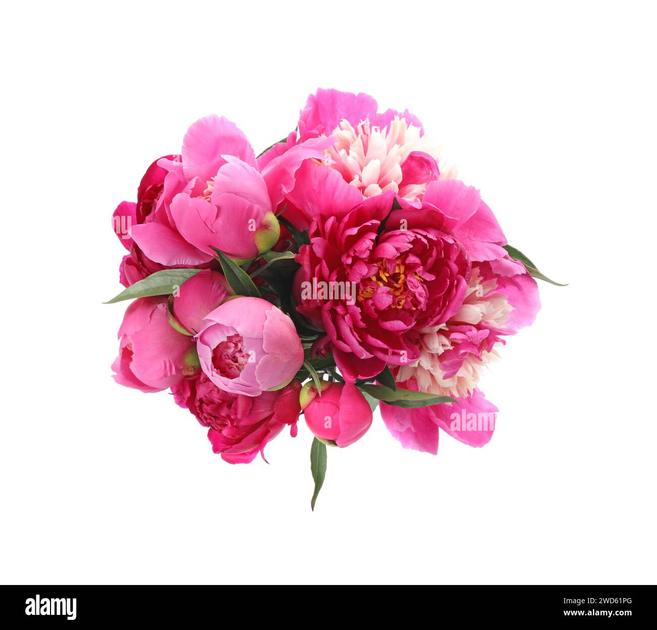 Bouquet of beautiful peonies on white background Stock Photo - Alamy