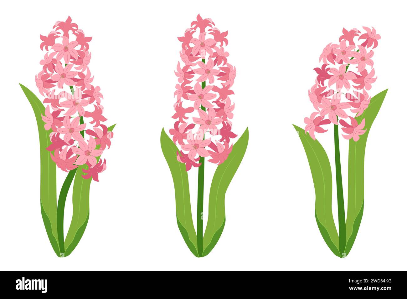 Hiacynt Vector Hyacinth flowers set. Pink hyacinth flowers isolated on a white ...