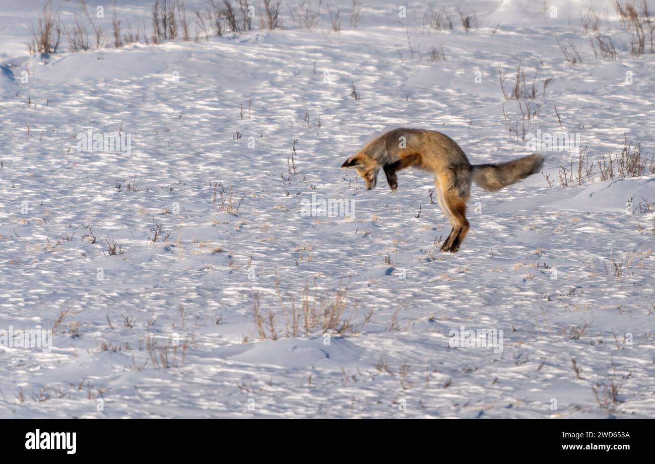 Red Fox Hunting Canada in Northern Saskatchewan Stock Photo