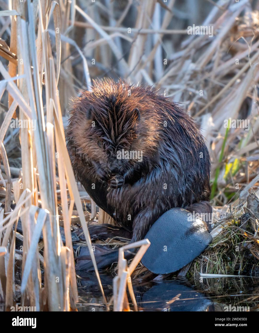 Close Up Beaver in a Marsh Northern Saskatchewan Stock Photo