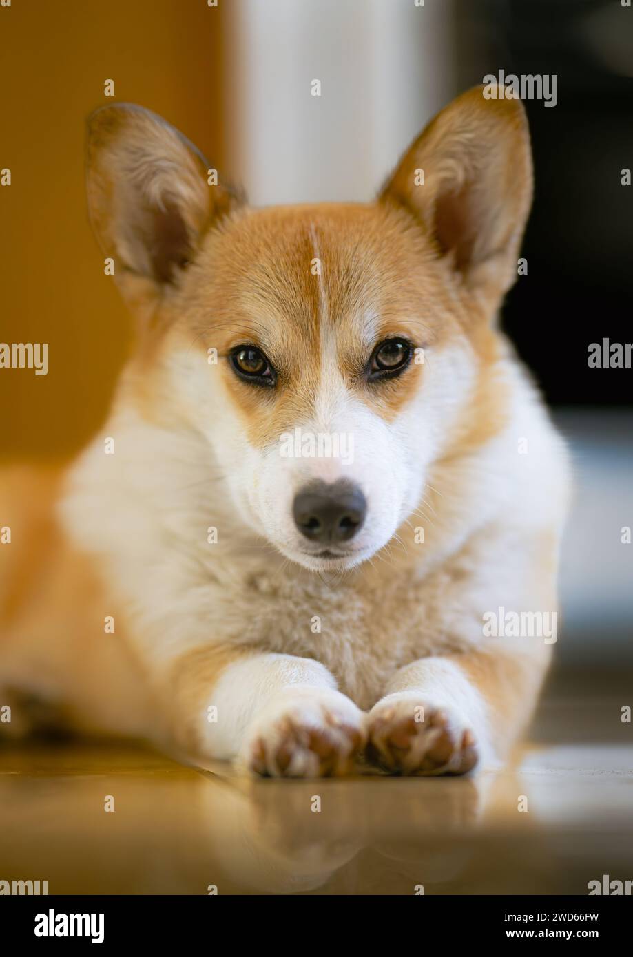 Pembroke Welsh Corgi Portrait Stock Photo - Alamy