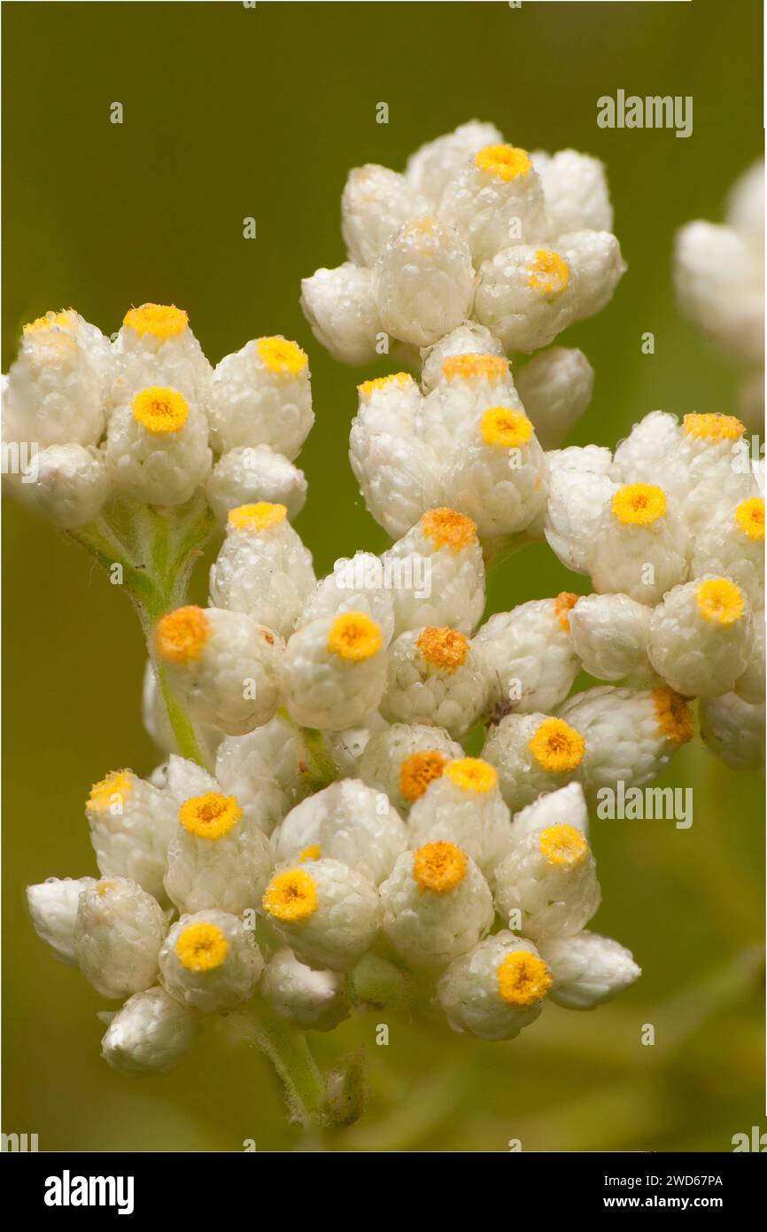 Pearly everlasting, San Dieguito River Park, San Diego County, California Stock Photo