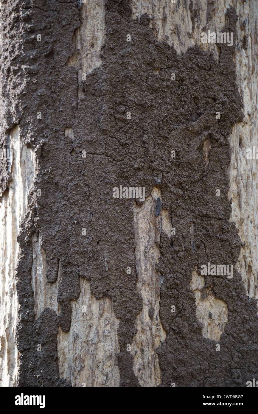 Coptotermes formosanus (Formosan termite, super-termite, semut kongkiak, rayap, anai-anai, semut putih) in the dry wood Stock Photo