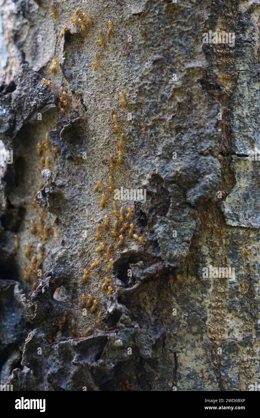 Coptotermes formosanus (Formosan termite, super-termite, semut kongkiak, rayap, anai-anai, semut putih) in the dry wood Stock Photo