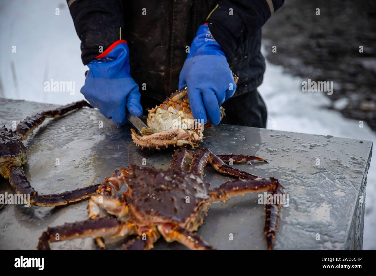 Kirkenes, Troms Og Finnmark, Norway. 13th Jan, 2024. A fisherman cuts