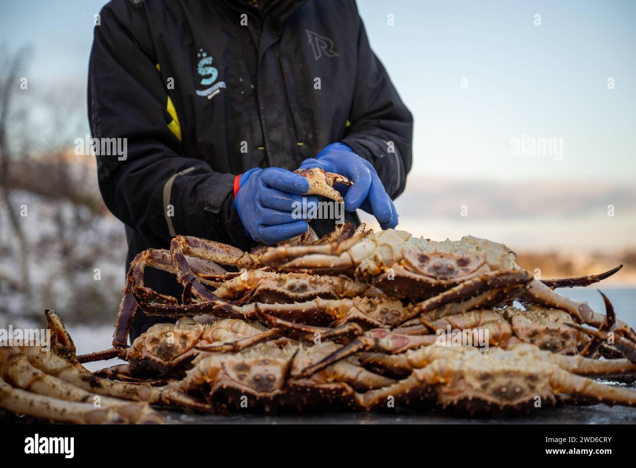 Can king crab hi-res stock photography and images - Alamy