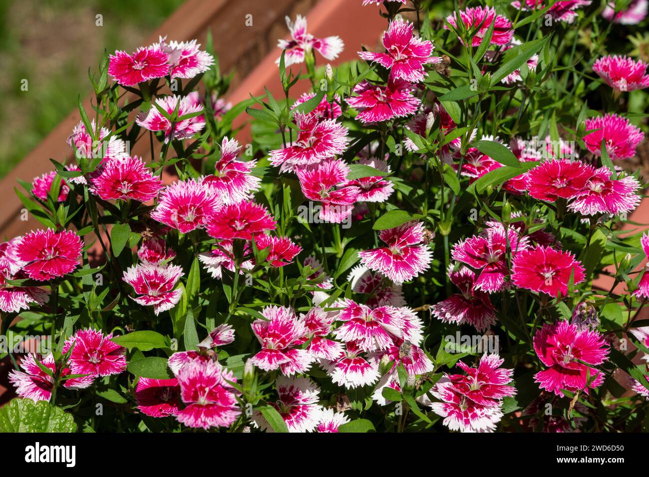 Issaquah, Washington, USA.   Dianthus 'Floral Lace Picotee' flowers in bloom. Stock Photo