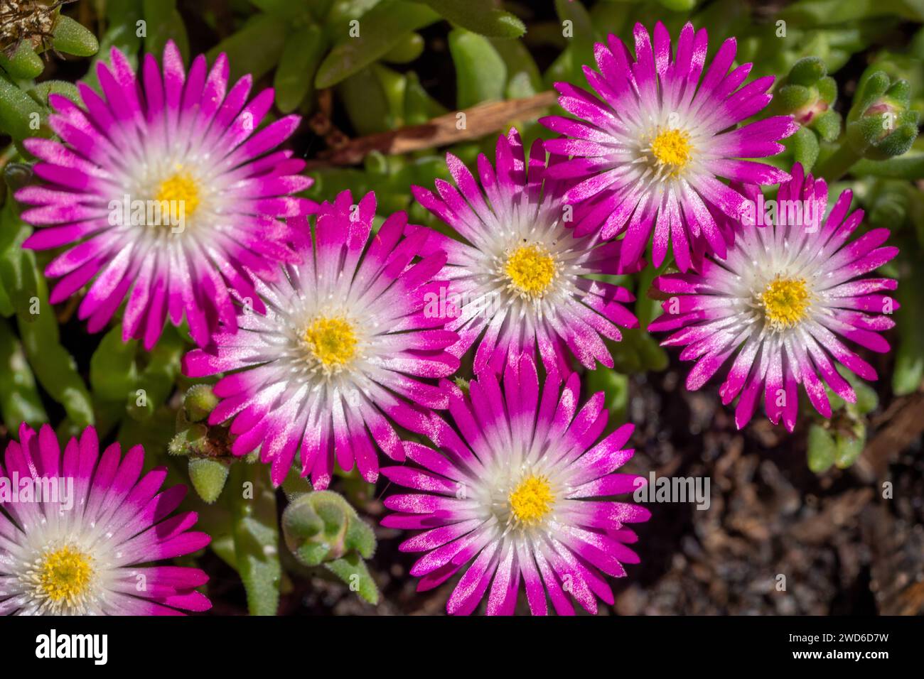 Issaquah, Washington, USA.   Cluster of Jewel of Desert Amethyst Iceplant flowers. Stock Photo