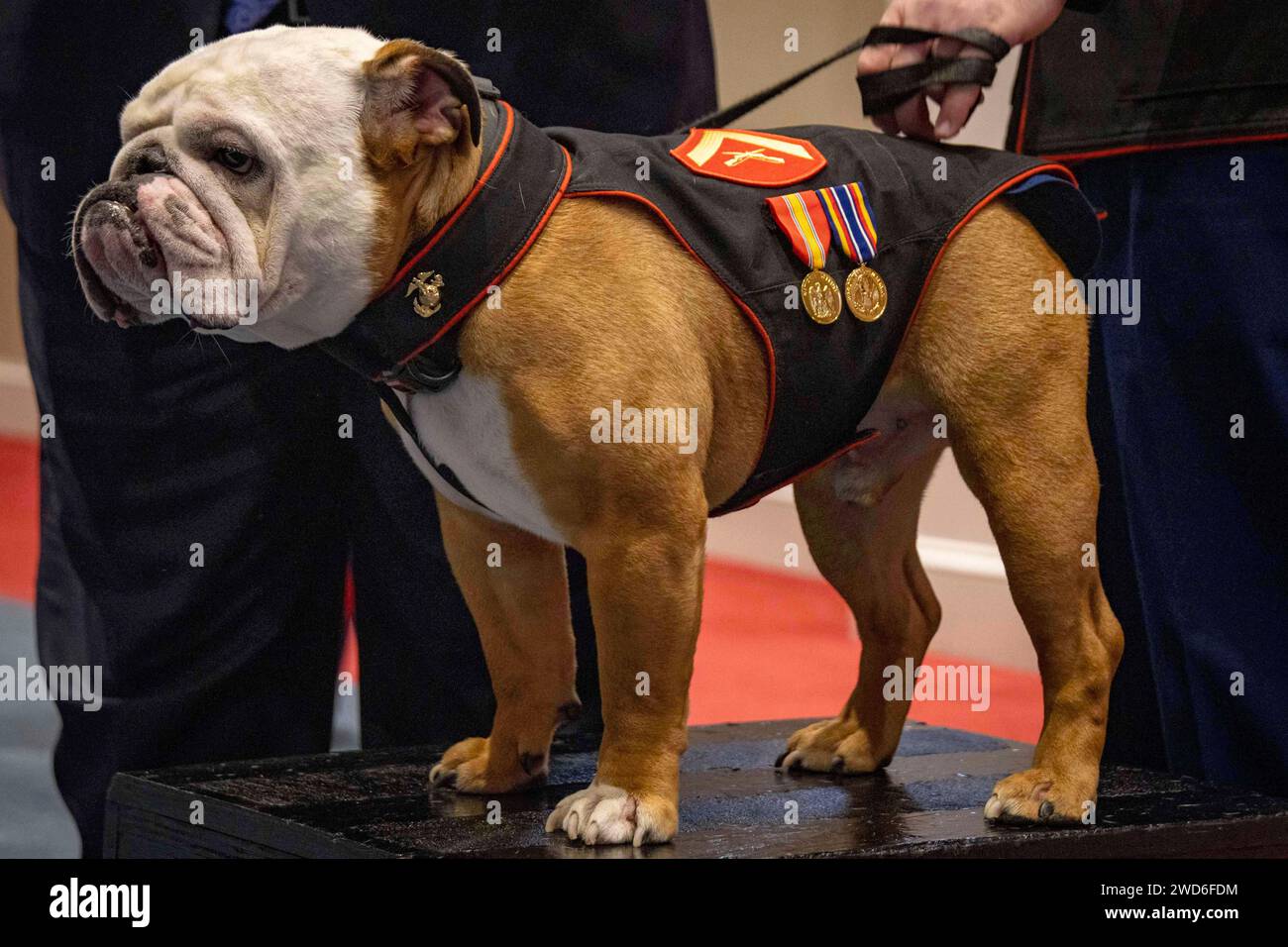 Washington, USA. 17th Jan, 2024. Chesty XVI, mascot of the Barracks, stands at attention during a promotion ceremony at Marine Barracks Washington, January. 17, 2024. Chesty XVI was promoted to the rank of Lance Corporal by the Honorable Carlos Del Toro, Secretary of the Navy. (photo by Chloe N. McAfee) (Credit Image: © U.S. Marines/ZUMA Press Wire) EDITORIAL USAGE ONLY! Not for Commercial USAGE! Stock Photo