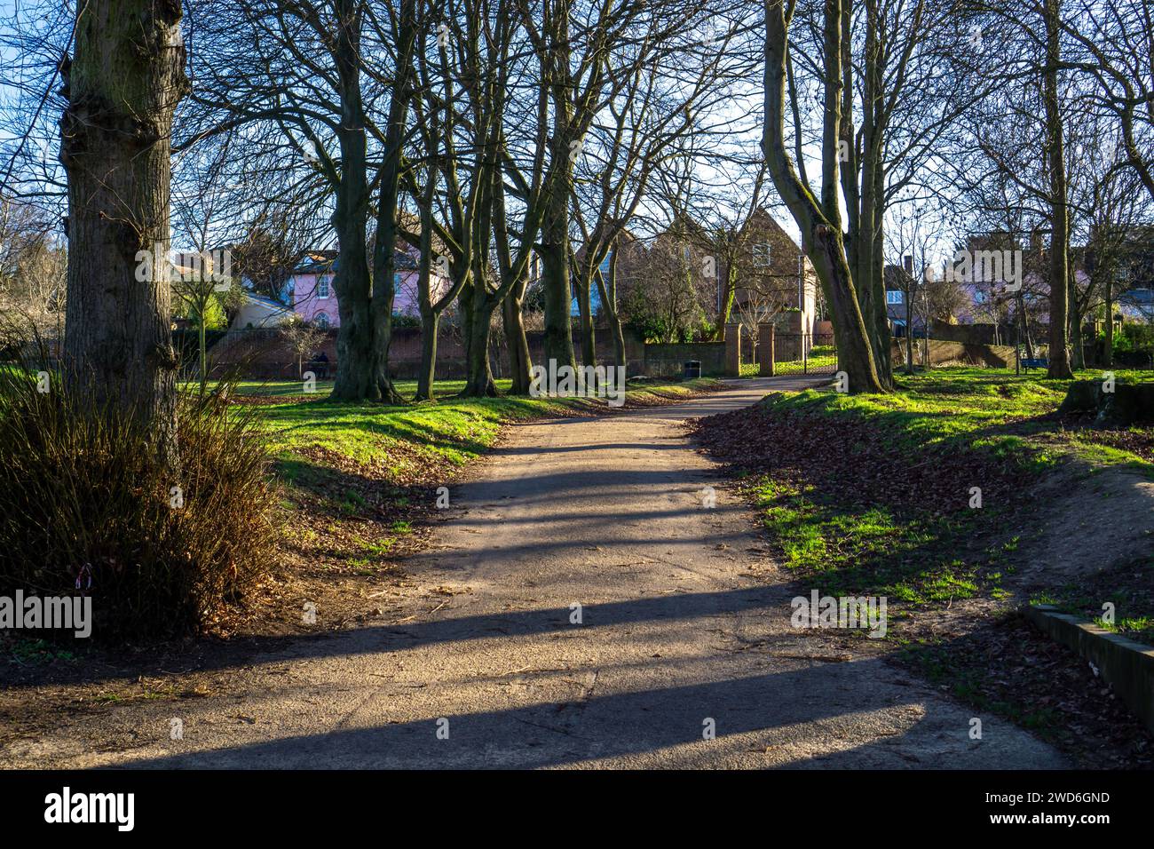 The path through an avenue of trees in Bridge End Gardens Stock Photo